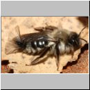 Andrena mit Stylops-35.jpg